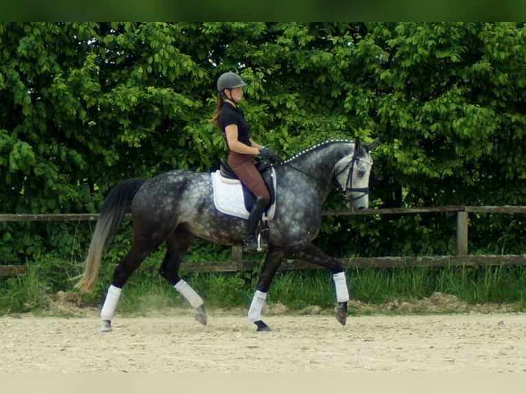 Koń westfalski Wałach 7 lat 172 cm Siwa in Iserlohn