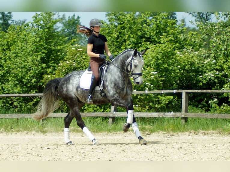 Koń westfalski Wałach 7 lat 172 cm Siwa in Iserlohn