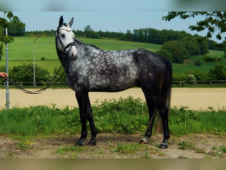 Koń westfalski Wałach 7 lat 172 cm Siwa in Iserlohn