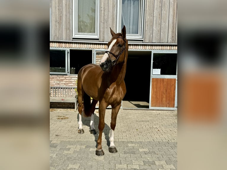 Koń westfalski Wałach 7 lat 183 cm Kasztanowata in Hünstetten