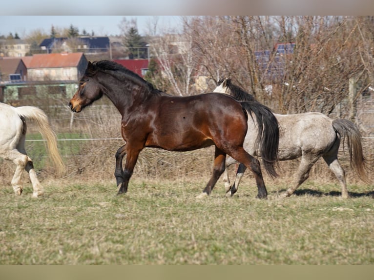 Koń westfalski Wałach 8 lat 156 cm Ciemnogniada in Bad Belzig