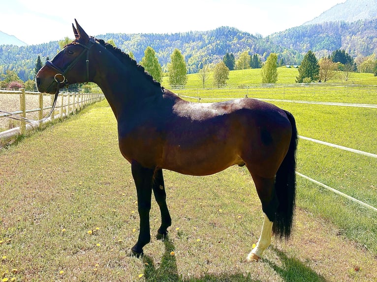 Koń westfalski Wałach 8 lat 160 cm Gniada in Kirchdorf an der Krems