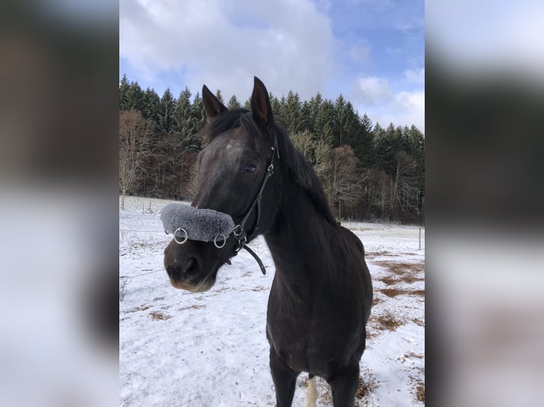 Koń westfalski Wałach 8 lat 167 cm Ciemnokasztanowata in Berg