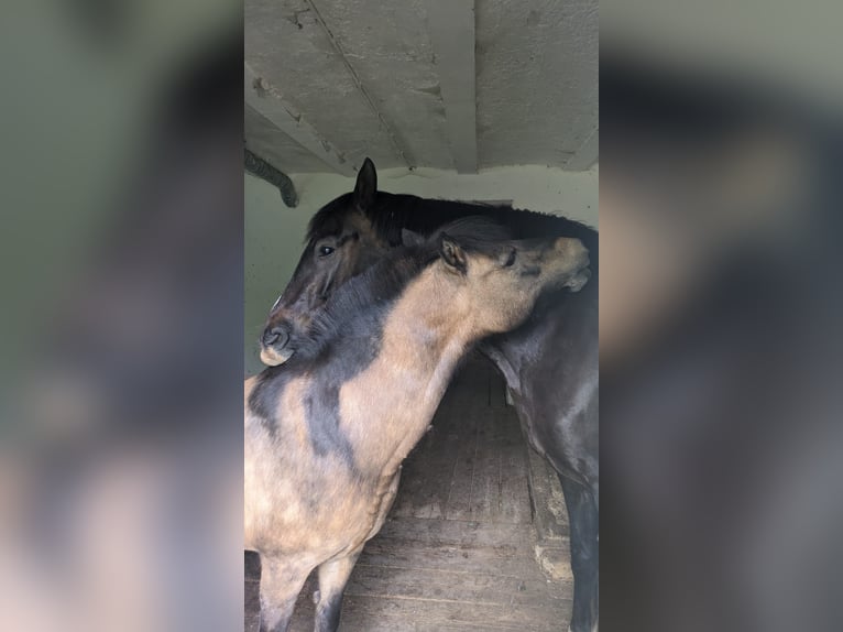 Koń westfalski Wałach 8 lat 167 cm Ciemnokasztanowata in Berg