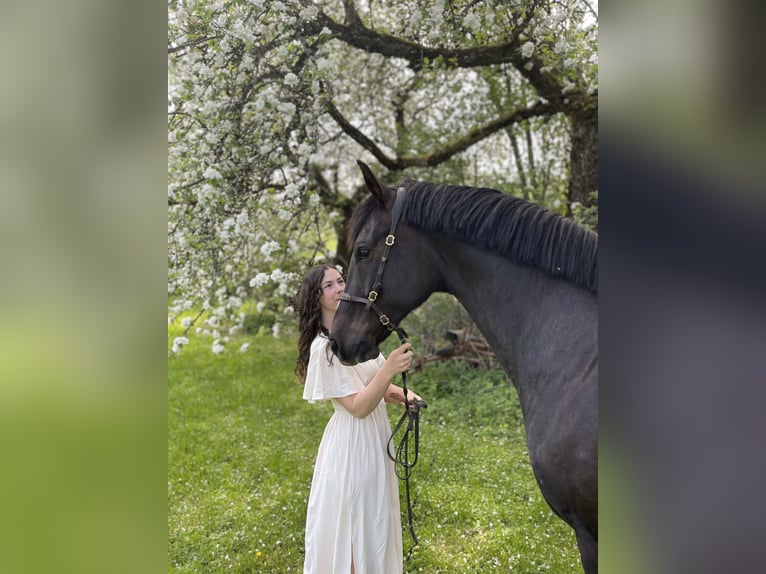 Koń westfalski Wałach 8 lat 167 cm Ciemnokasztanowata in Berg