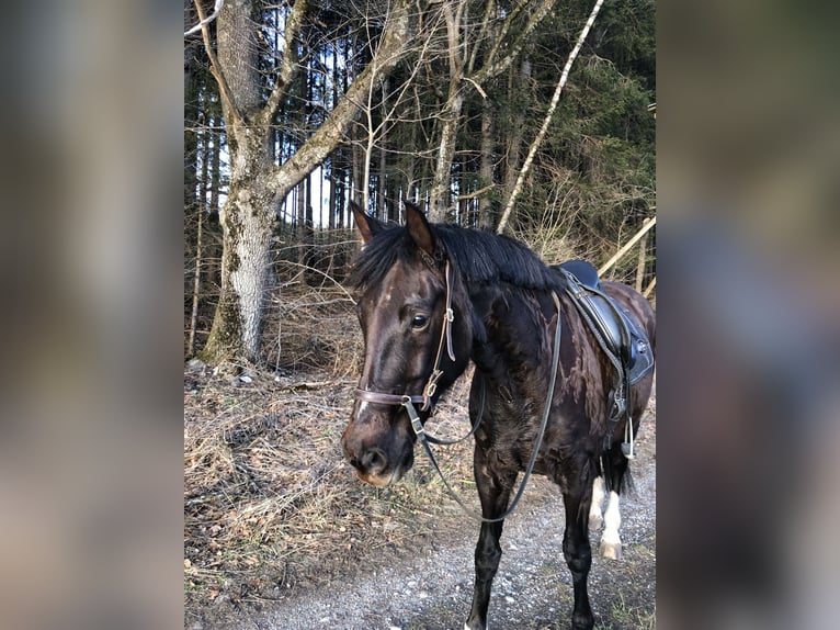 Koń westfalski Wałach 8 lat 167 cm Ciemnokasztanowata in Berg