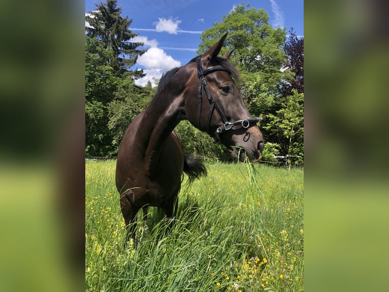 Koń westfalski Wałach 8 lat 167 cm Ciemnokasztanowata in Berg