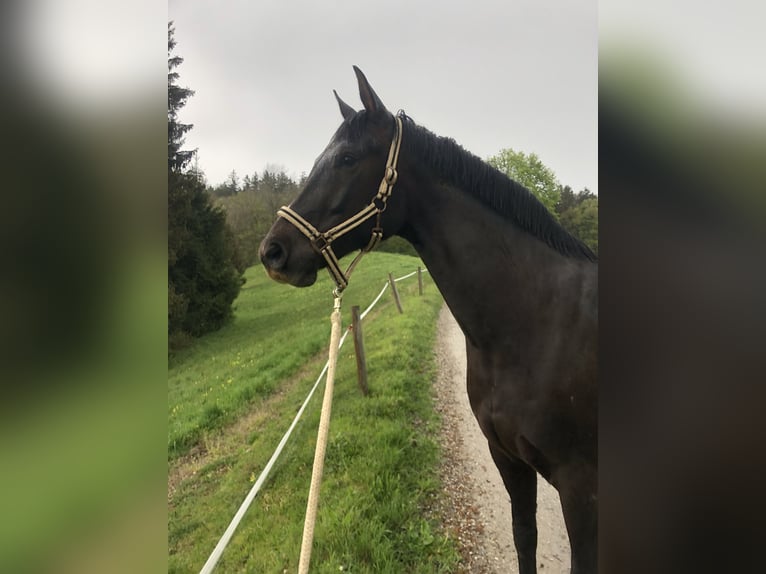 Koń westfalski Wałach 8 lat 167 cm Ciemnokasztanowata in Berg