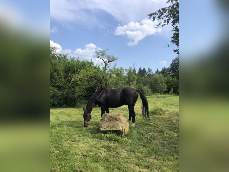 Koń westfalski Wałach 8 lat 167 cm Ciemnokasztanowata in Berg