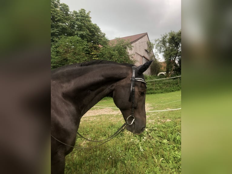 Koń westfalski Wałach 8 lat 167 cm Ciemnokasztanowata in Berg