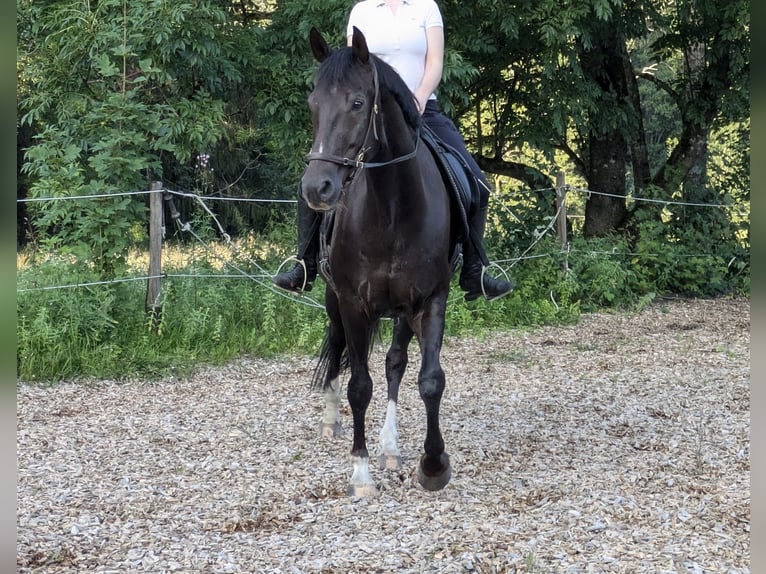 Koń westfalski Wałach 8 lat 167 cm Ciemnokasztanowata in Berg