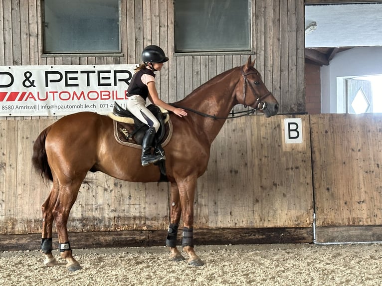 Koń westfalski Wałach 8 lat 167 cm Kasztanowata in Kümmertshausen