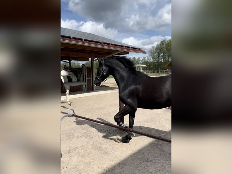 Koń westfalski Wałach 8 lat 170 cm Kara in Münster