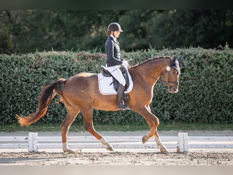 Koń westfalski Wałach 8 lat 173 cm Ciemnokasztanowata in Niederdorfelden