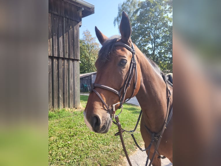 Koń westfalski Wałach 8 lat 173 cm Gniada in Großostheim