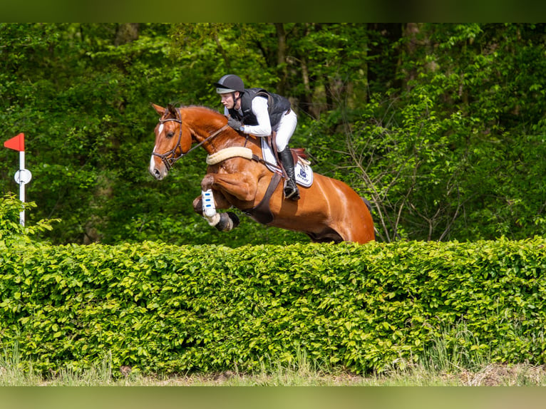 Koń westfalski Wałach 8 lat 174 cm Gniada in Meerbusch