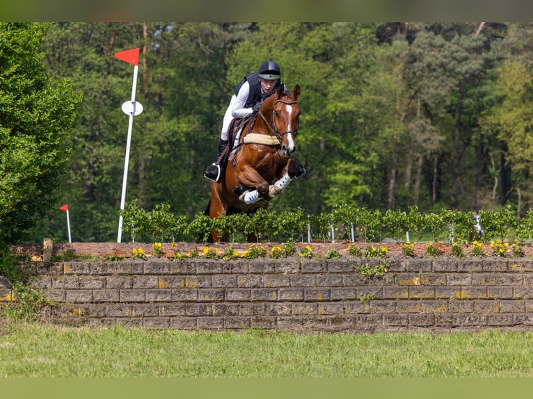 Koń westfalski Wałach 8 lat 174 cm Gniada in Meerbusch