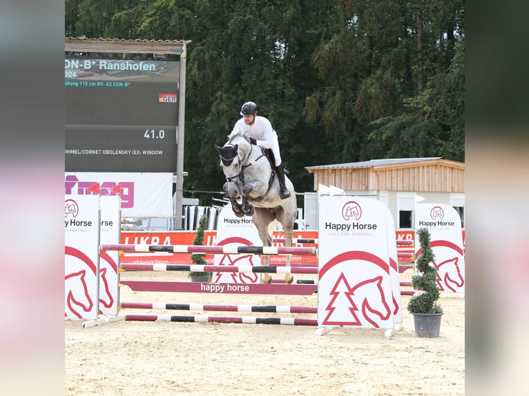 Koń westfalski Wałach 8 lat 175 cm Siwa in Lengdorf