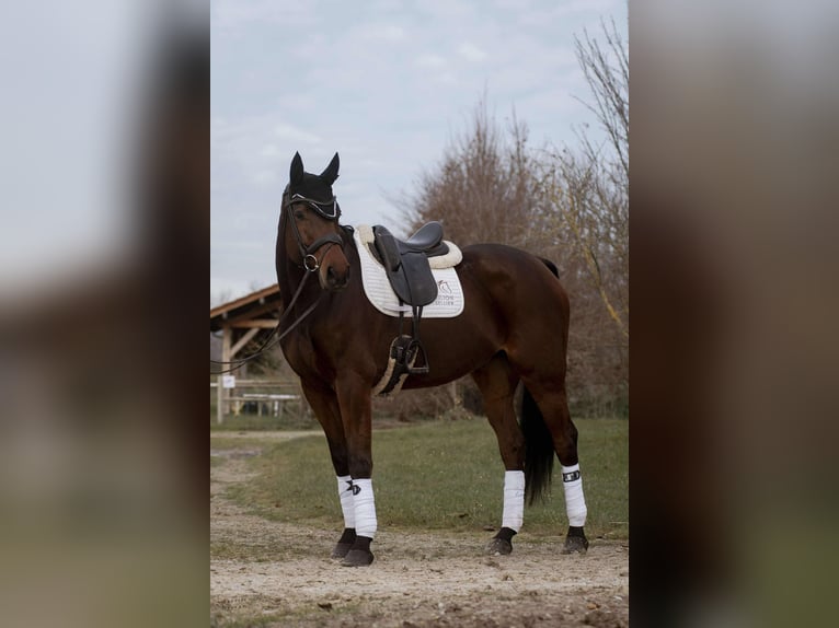 Koń westfalski Wałach 8 lat 176 cm Gniada in sardieu