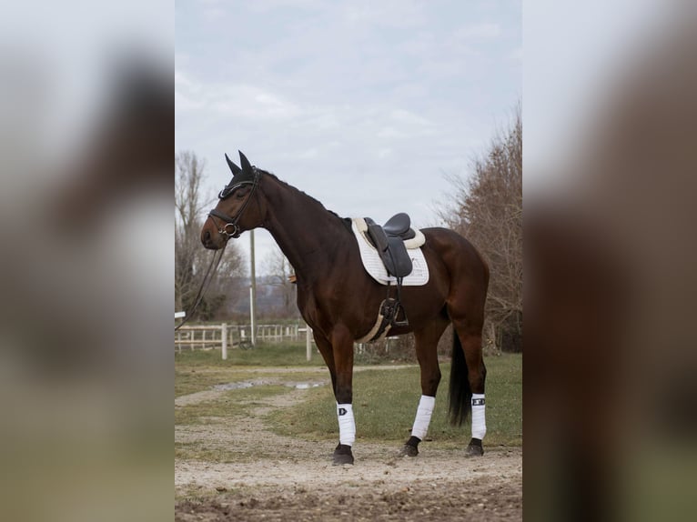 Koń westfalski Wałach 8 lat 176 cm Gniada in sardieu