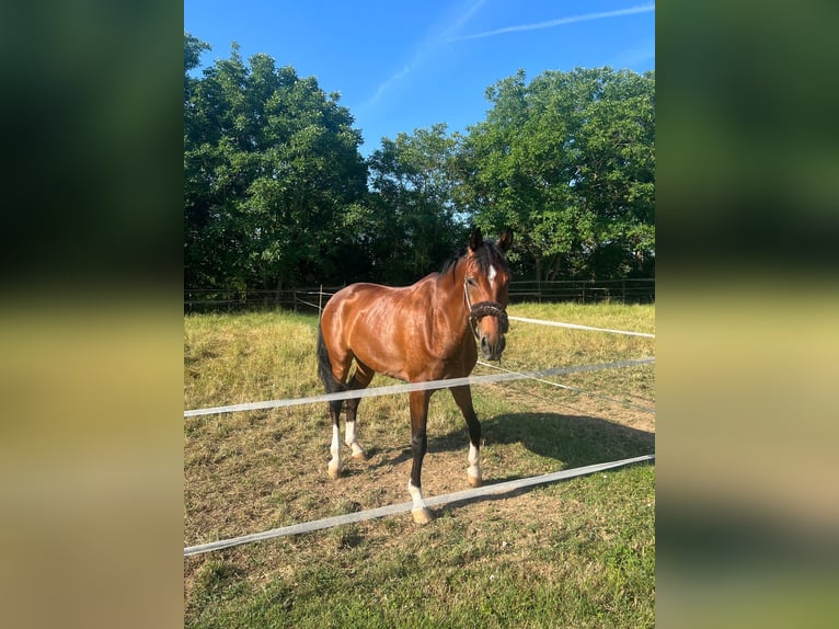 Koń westfalski Wałach 8 lat 178 cm Gniada in Röttingen