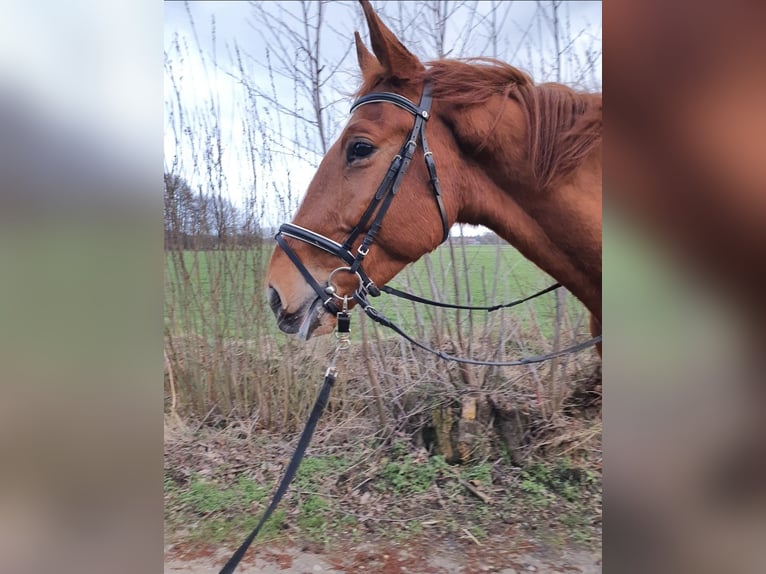 Koń westfalski Wałach 8 lat 178 cm Kasztanowata in Borken