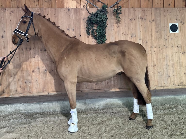 Koń westfalski Wałach 9 lat 164 cm Kasztanowata in Riedlingen