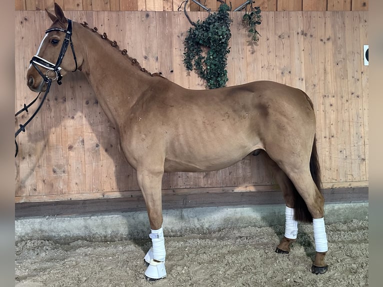 Koń westfalski Wałach 9 lat 164 cm Kasztanowata in Riedlingen