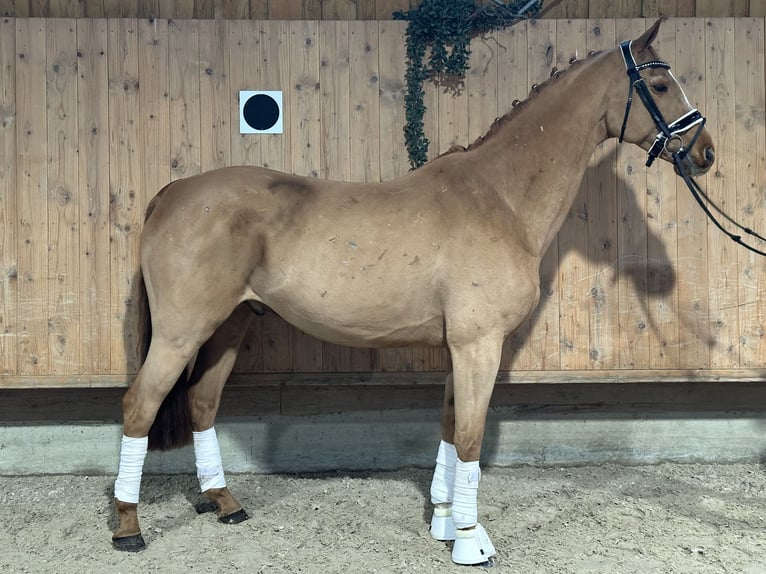 Koń westfalski Wałach 9 lat 164 cm Kasztanowata in Riedlingen