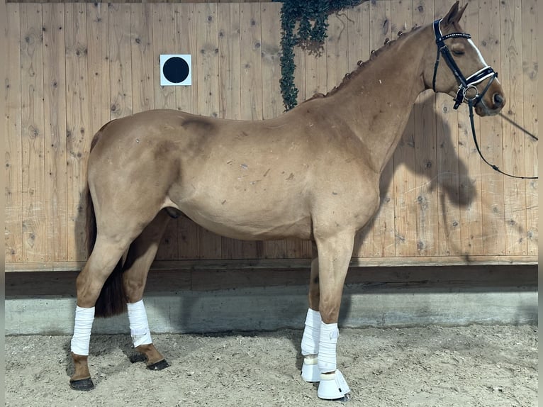 Koń westfalski Wałach 9 lat 164 cm Kasztanowata in Riedlingen