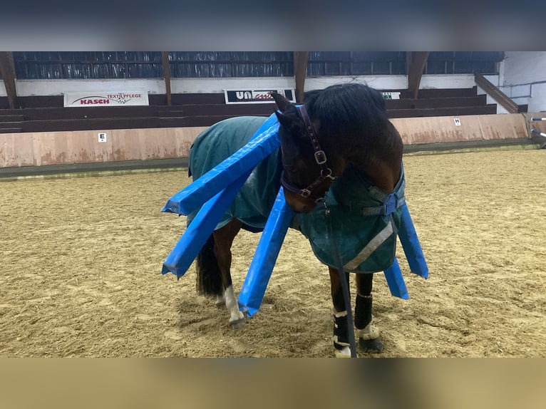 Koń westfalski Wałach 9 lat 165 cm Gniada in Barntrup