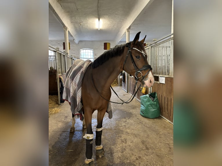 Koń westfalski Wałach 9 lat 165 cm Gniada in Barntrup