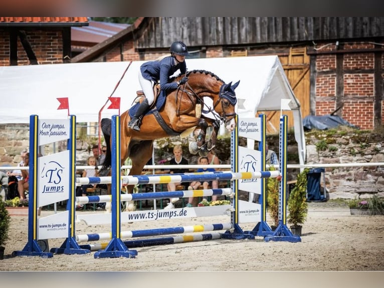 Koń westfalski Wałach 9 lat 165 cm Gniada in Barntrup