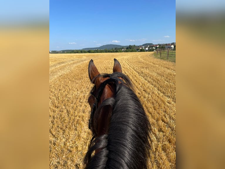 Koń westfalski Wałach 9 lat 165 cm Gniada in Barntrup