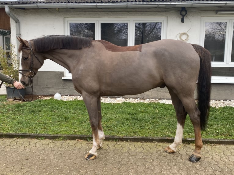 Koń westfalski Wałach 9 lat 168 cm Ciemnokasztanowata in Bad Kreuznach