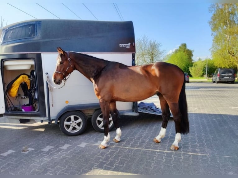 Koń westfalski Wałach 9 lat 169 cm Ciemnogniada in Rietberg