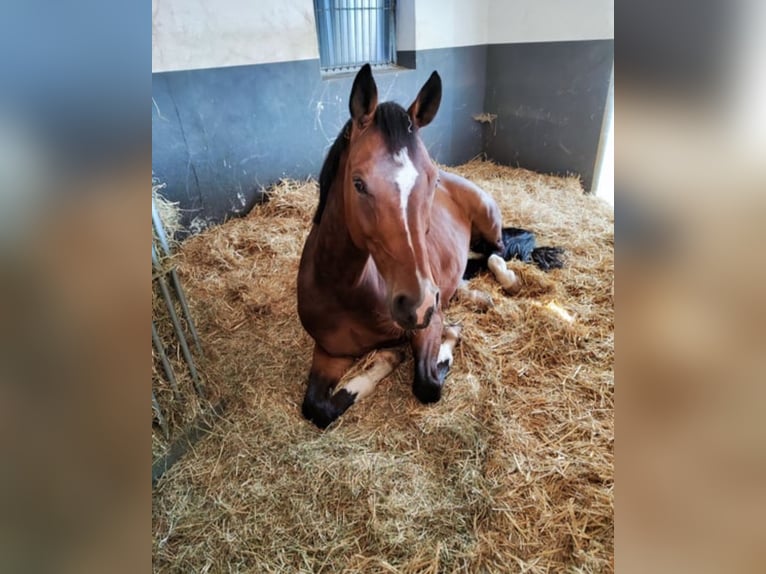 Koń westfalski Wałach 9 lat 169 cm Ciemnogniada in Rietberg