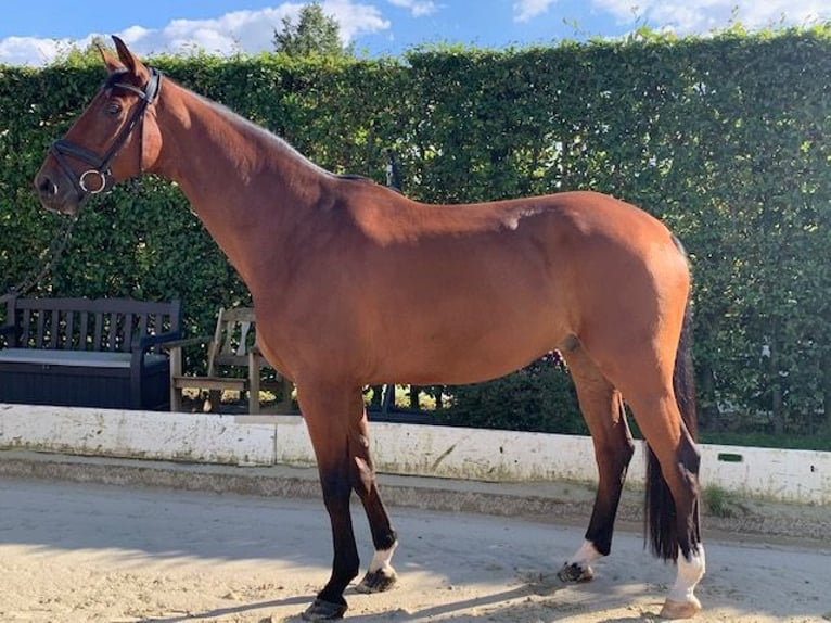 Koń westfalski Wałach 9 lat 170 cm Gniada in Münster