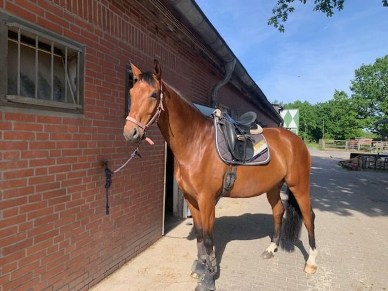 Koń westfalski Wałach 9 lat 170 cm Gniada in Münster