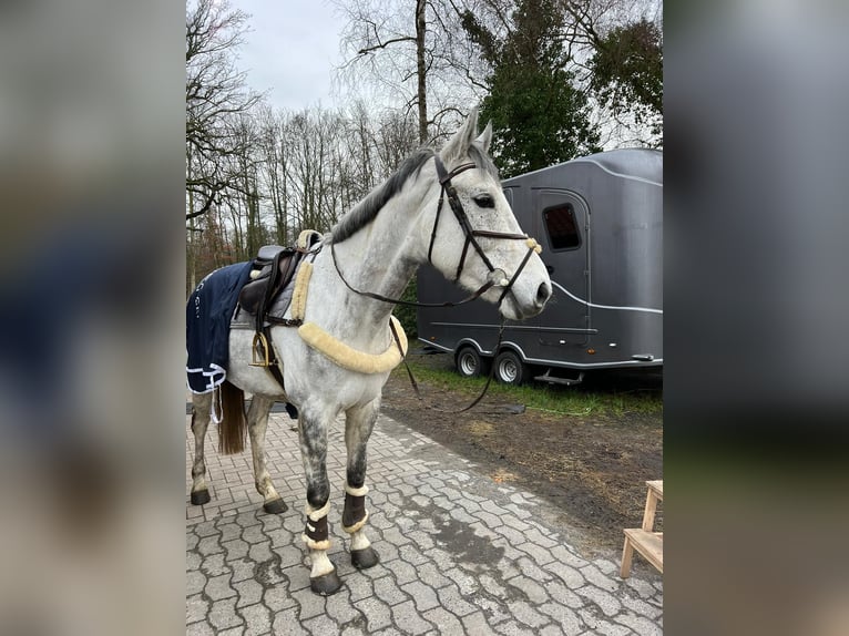 Koń westfalski Wałach 9 lat 170 cm Siwa in Everswinkel