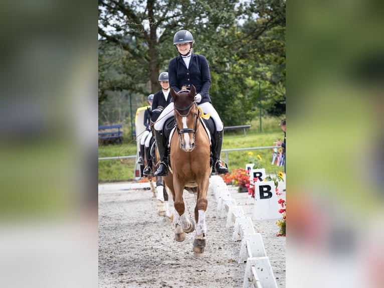 Koń westfalski Wałach 9 lat 172 cm Kasztanowata in Bad Wildungen