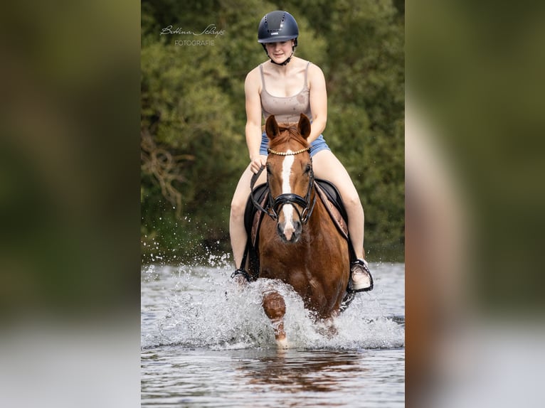 Koń westfalski Wałach 9 lat 172 cm Kasztanowata in Bad Wildungen