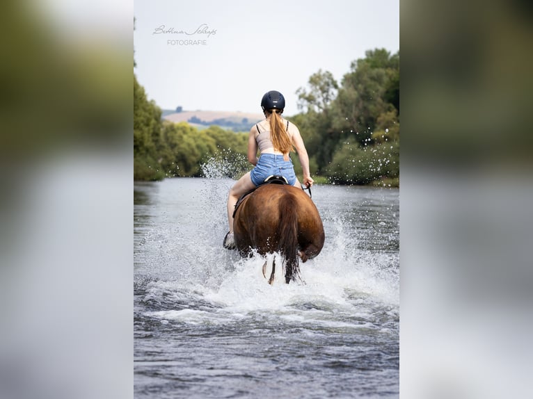 Koń westfalski Wałach 9 lat 172 cm Kasztanowata in Bad Wildungen