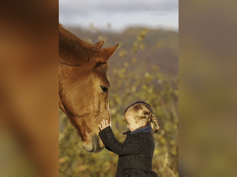 Koń westfalski Wałach 9 lat 172 cm Kasztanowata in Bad Wildungen