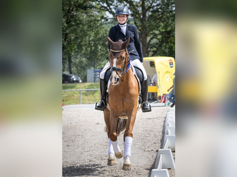 Koń westfalski Wałach 9 lat 172 cm Kasztanowata in Bad Wildungen