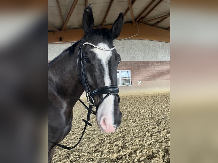 Koń westfalski Wałach 9 lat 173 cm Ciemnogniada in Olfen