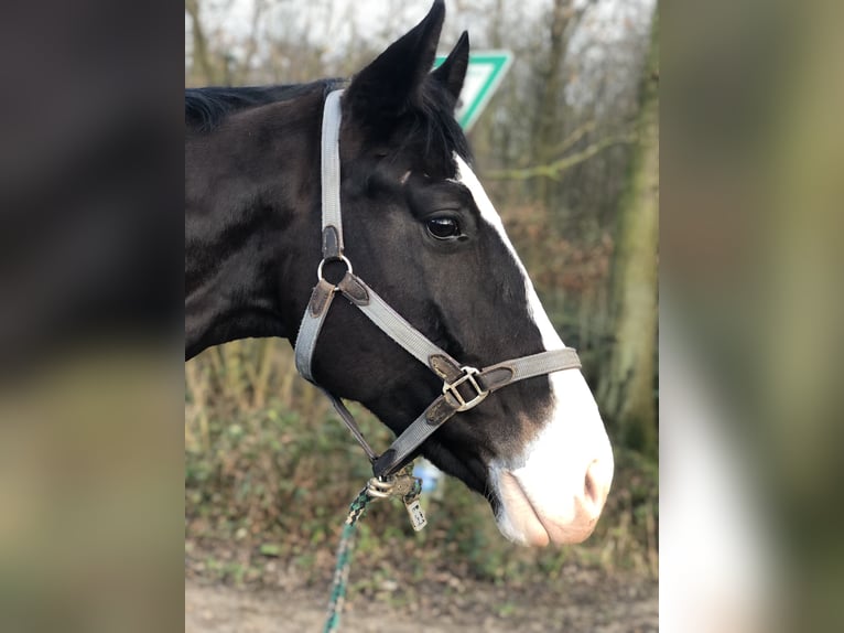 Koń westfalski Wałach 9 lat 173 cm Ciemnogniada in Olfen