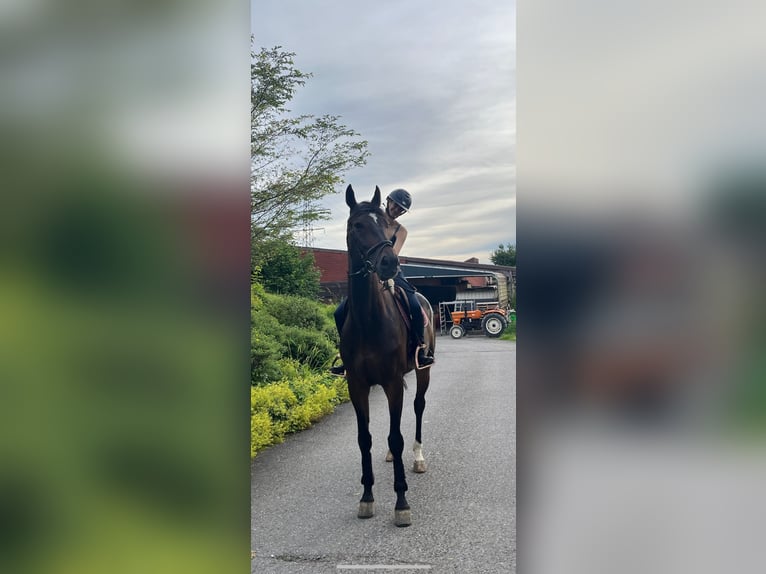 Koń westfalski Wałach 9 lat 176 cm Ciemnogniada in Wollerau