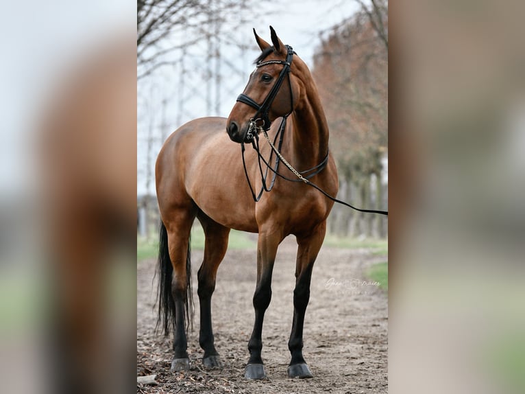 Koń westfalski Wałach 9 lat 178 cm Gniada in Pulheim
