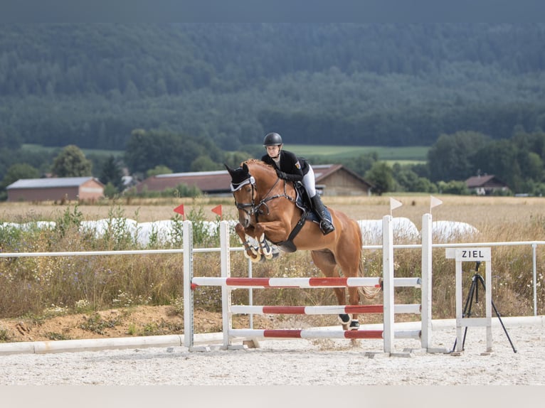 Koń westfalski Wałach 9 lat 178 cm Kasztanowata in Gleißenberg